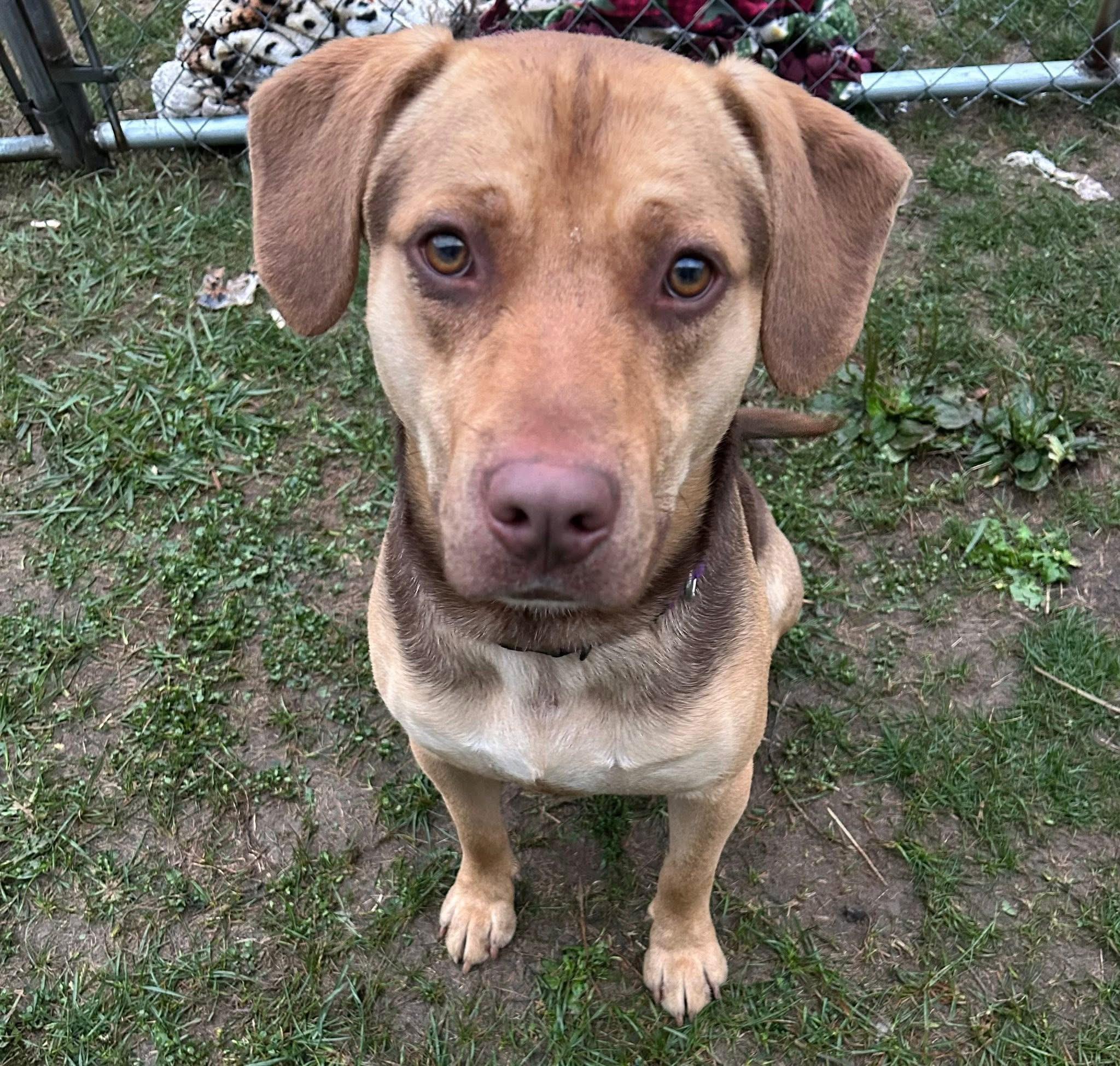 Enlarge Moby, a Adopted mixed breed in Stahlstown, PA image 2/2