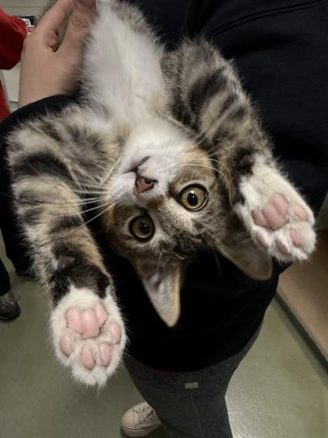 BENNY, Adoptable, Kitten Male Domestic Short Hair.