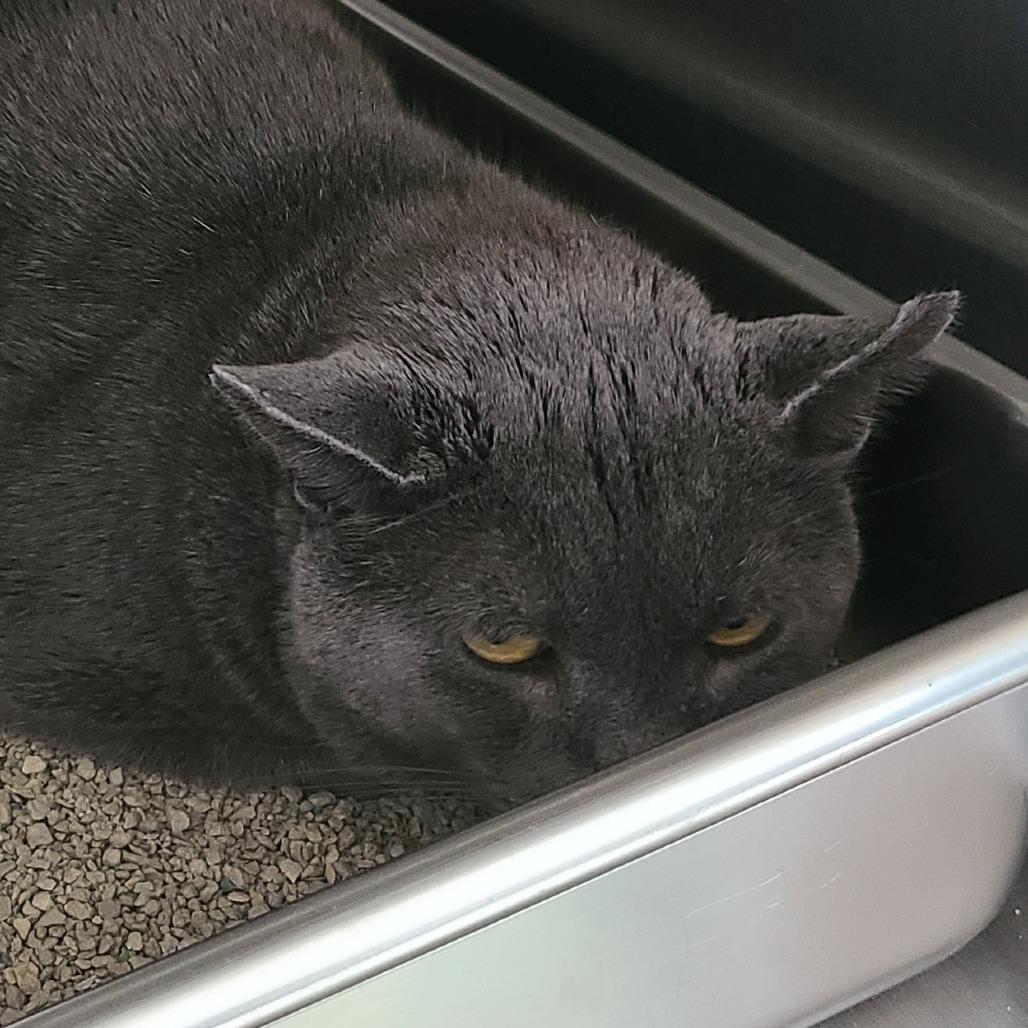 Anchovy New Mexico, Adoptable, Adult Male Domestic Short Hair.