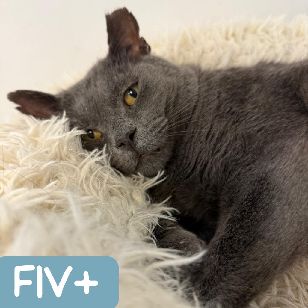 Enlarge Anchovy New Mexico, a Adoptable Domestic Short Hair in Denver, CO image 2/6