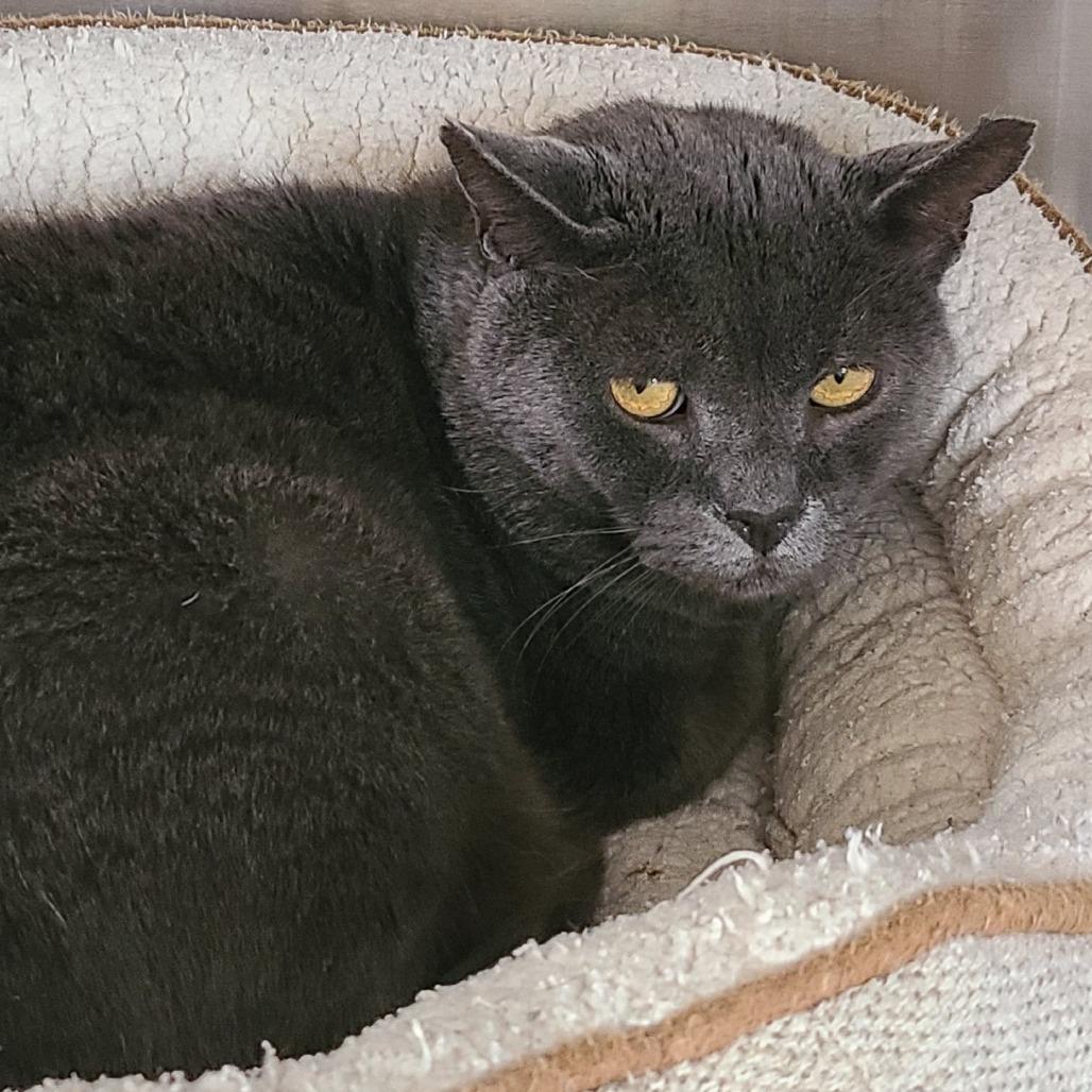 Enlarge Anchovy New Mexico, a Adoptable Domestic Short Hair in Denver, CO image 3/6