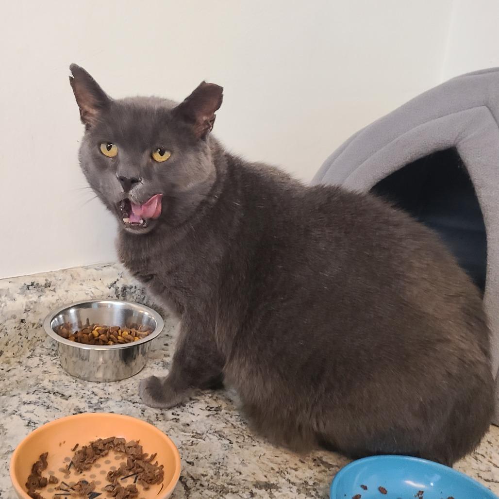 Enlarge Anchovy New Mexico, a Adoptable Domestic Short Hair in Denver, CO image 4/6