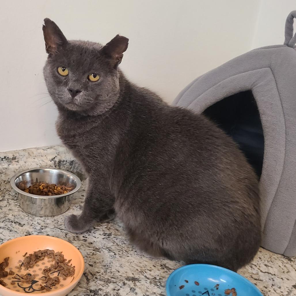 Enlarge Anchovy New Mexico, a Adoptable Domestic Short Hair in Denver, CO image 5/6