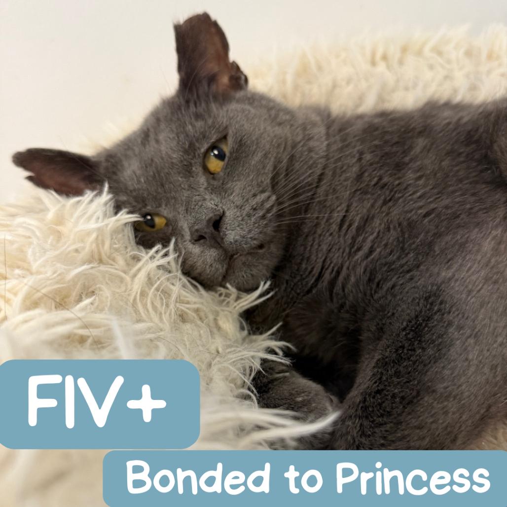 Enlarge Anchovy New Mexico, a Adoptable Domestic Short Hair in Denver, CO image 5/6