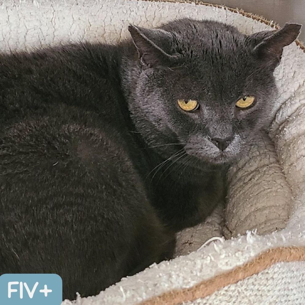 Enlarge Anchovy New Mexico, a Adoptable Domestic Short Hair in Denver, CO image 6/6