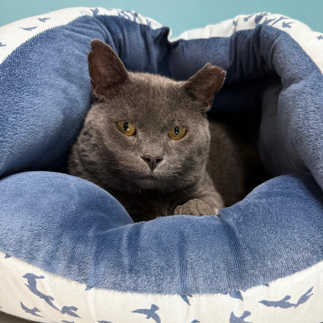 Enlarge Anchovy New Mexico, a Adoptable Domestic Short Hair in Denver, CO image 6/6