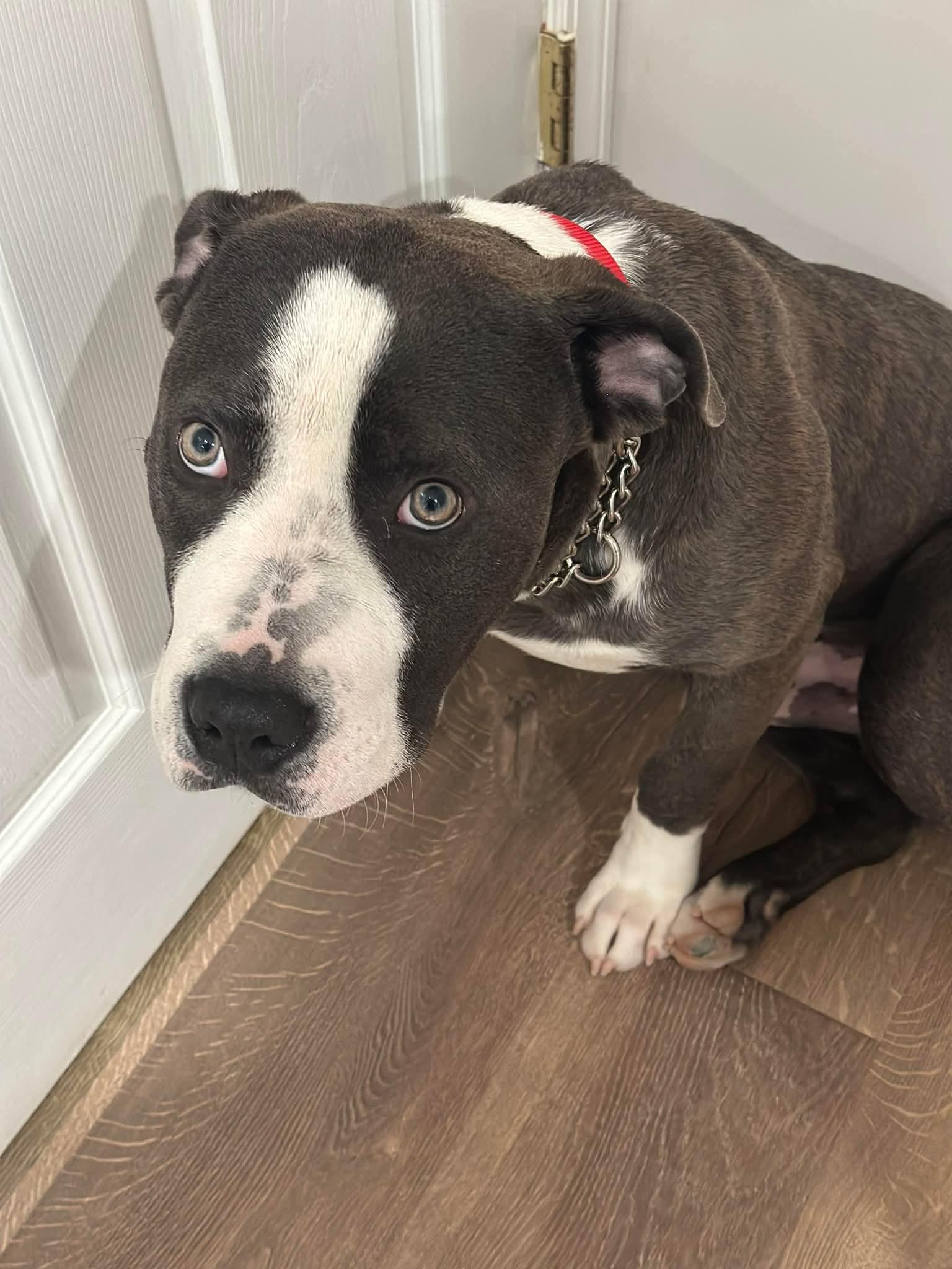 Enlarge Raymond, an adopted mixed breed in Jackson , NJ image 2/2