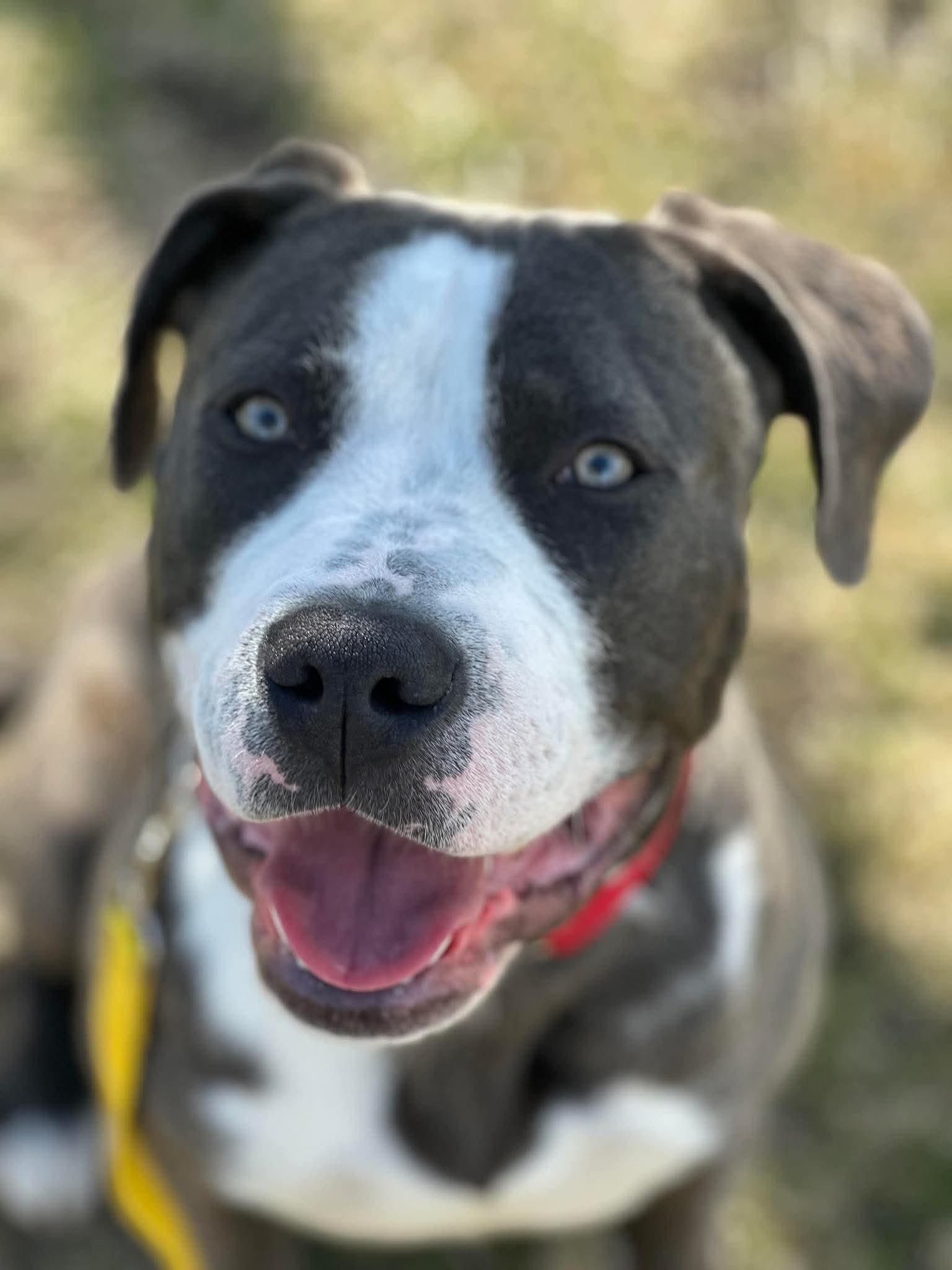 Enlarge Raymond, an adopted mixed breed in Jackson , NJ image 1/2