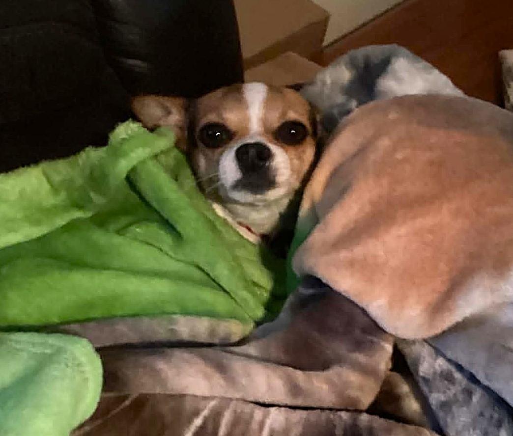 Louis, an adopted mixed breed in Chertsey, QC image 2/5