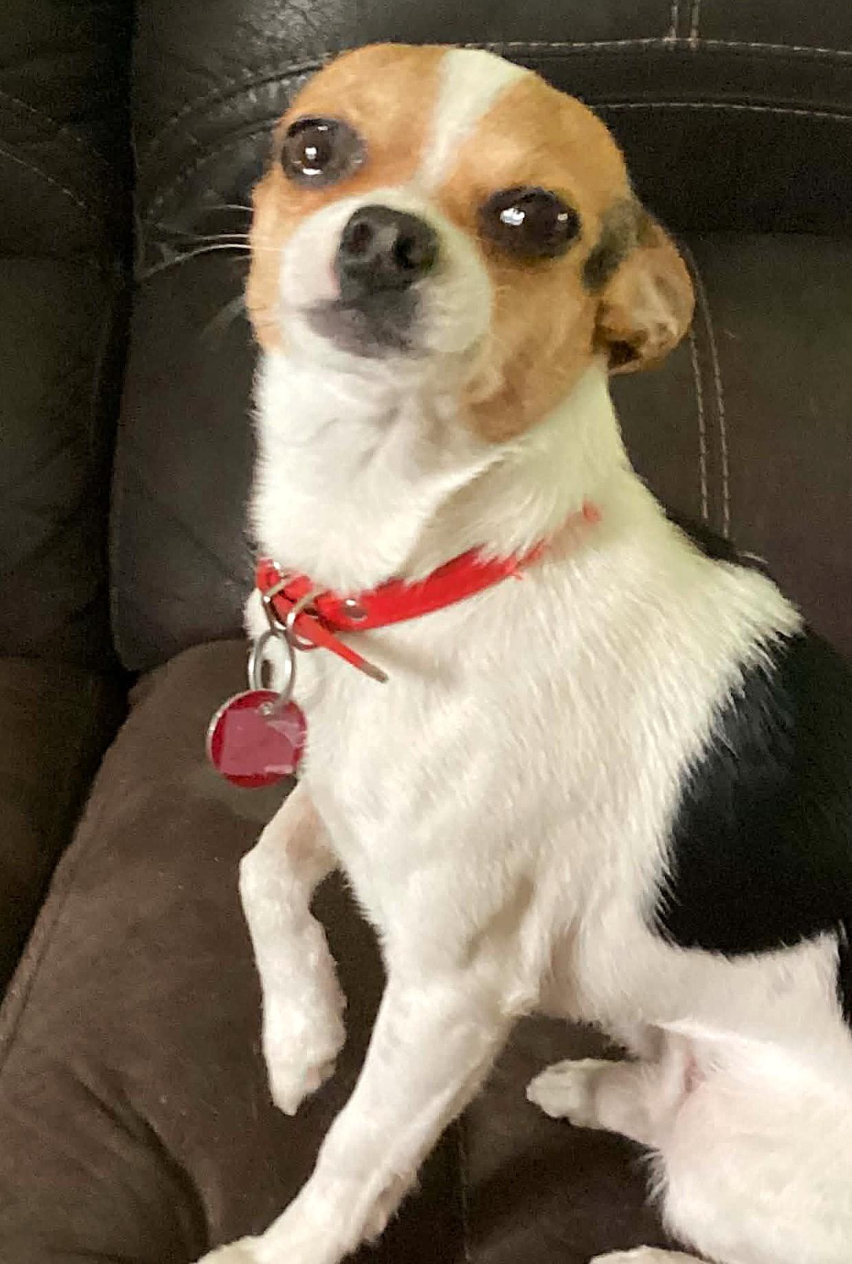 Louis, an adopted mixed breed in Chertsey, QC image 1/5