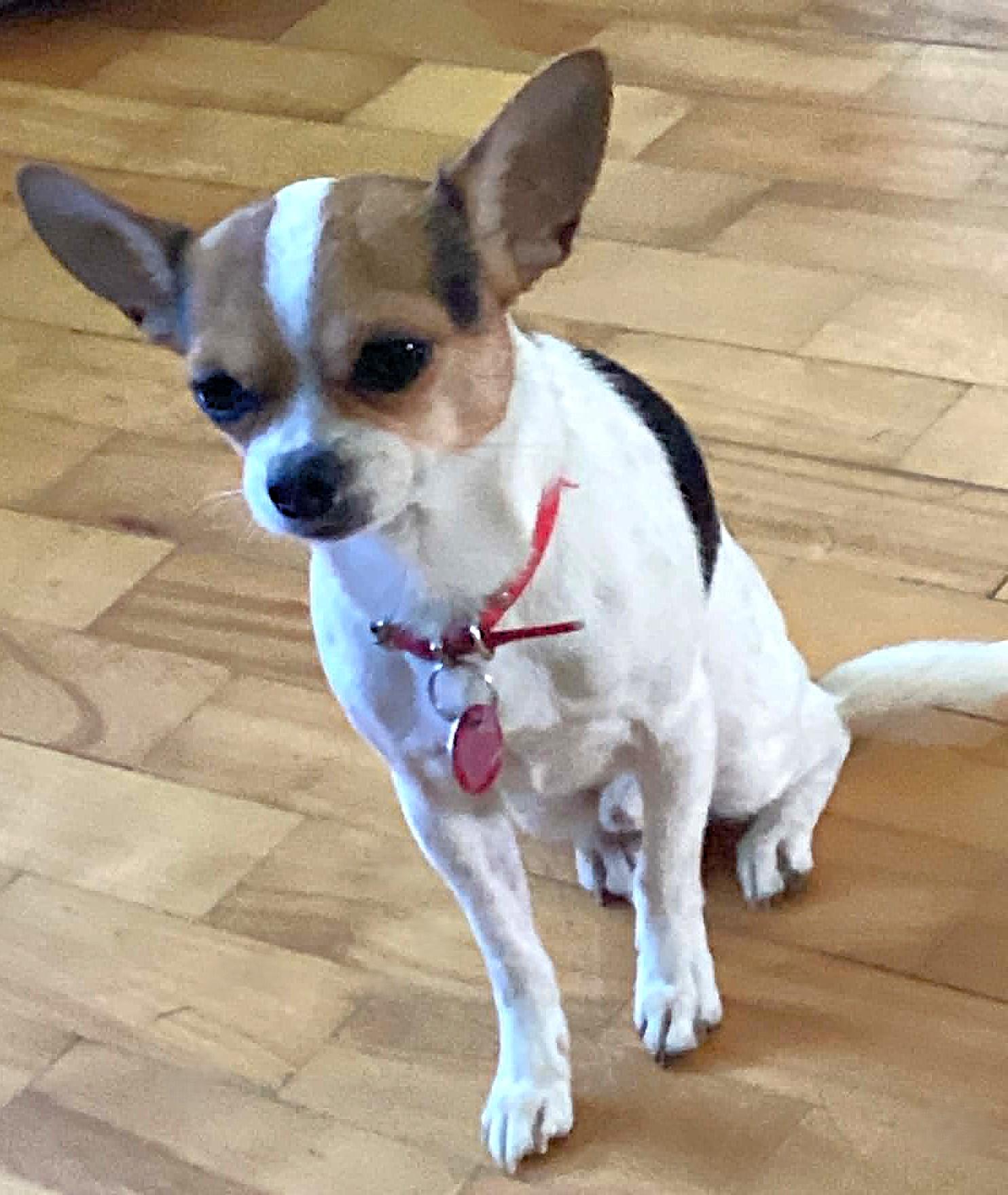 Louis, an adopted mixed breed in Chertsey, QC image 3/5