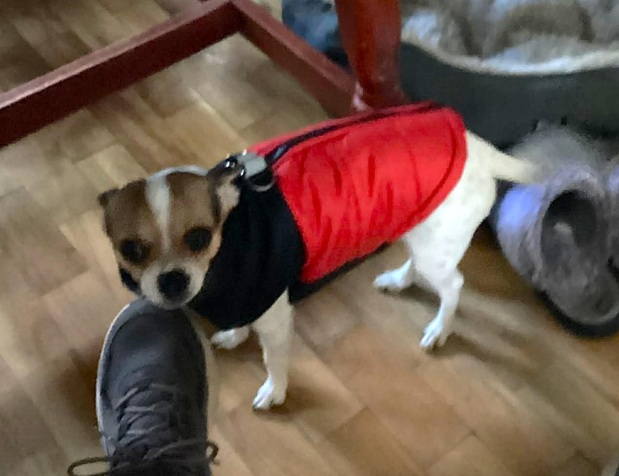 Louis, an adopted mixed breed in Chertsey, QC image 5/5