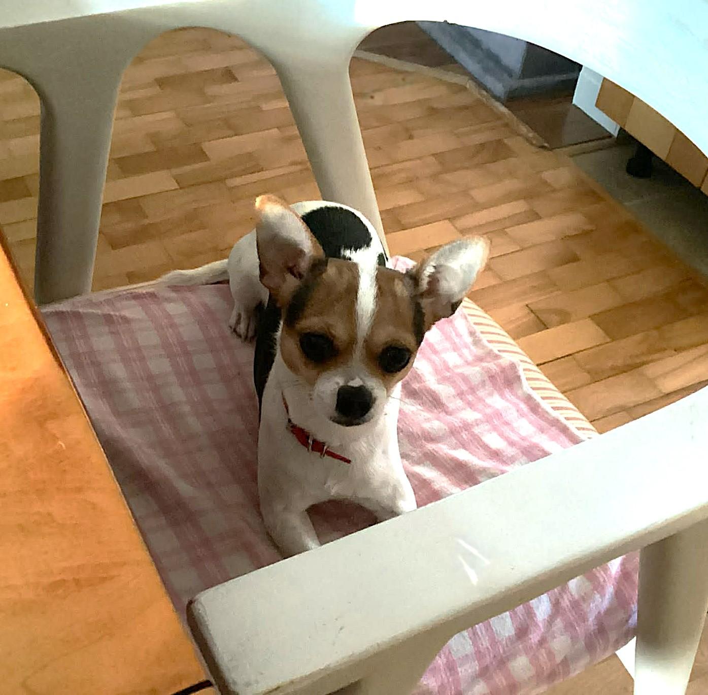Louis, an adopted mixed breed in Chertsey, QC image 4/5