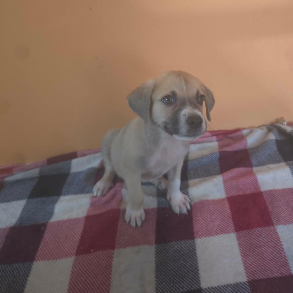 Enlarge Earth, a Adoptable mixed breed in Aberdeen, NC image 1/2