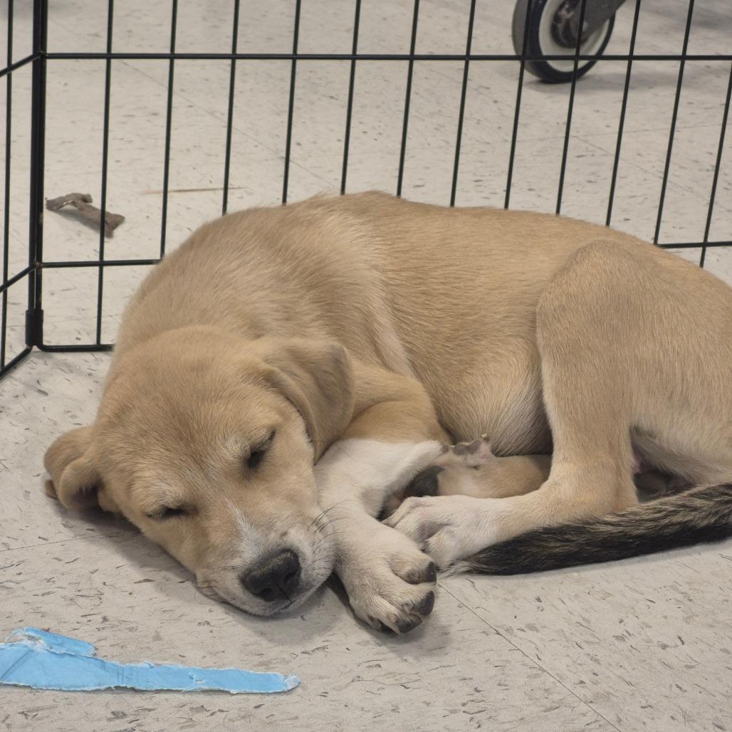 Enlarge Earth, a Adoptable mixed breed in Aberdeen, NC image 2/2