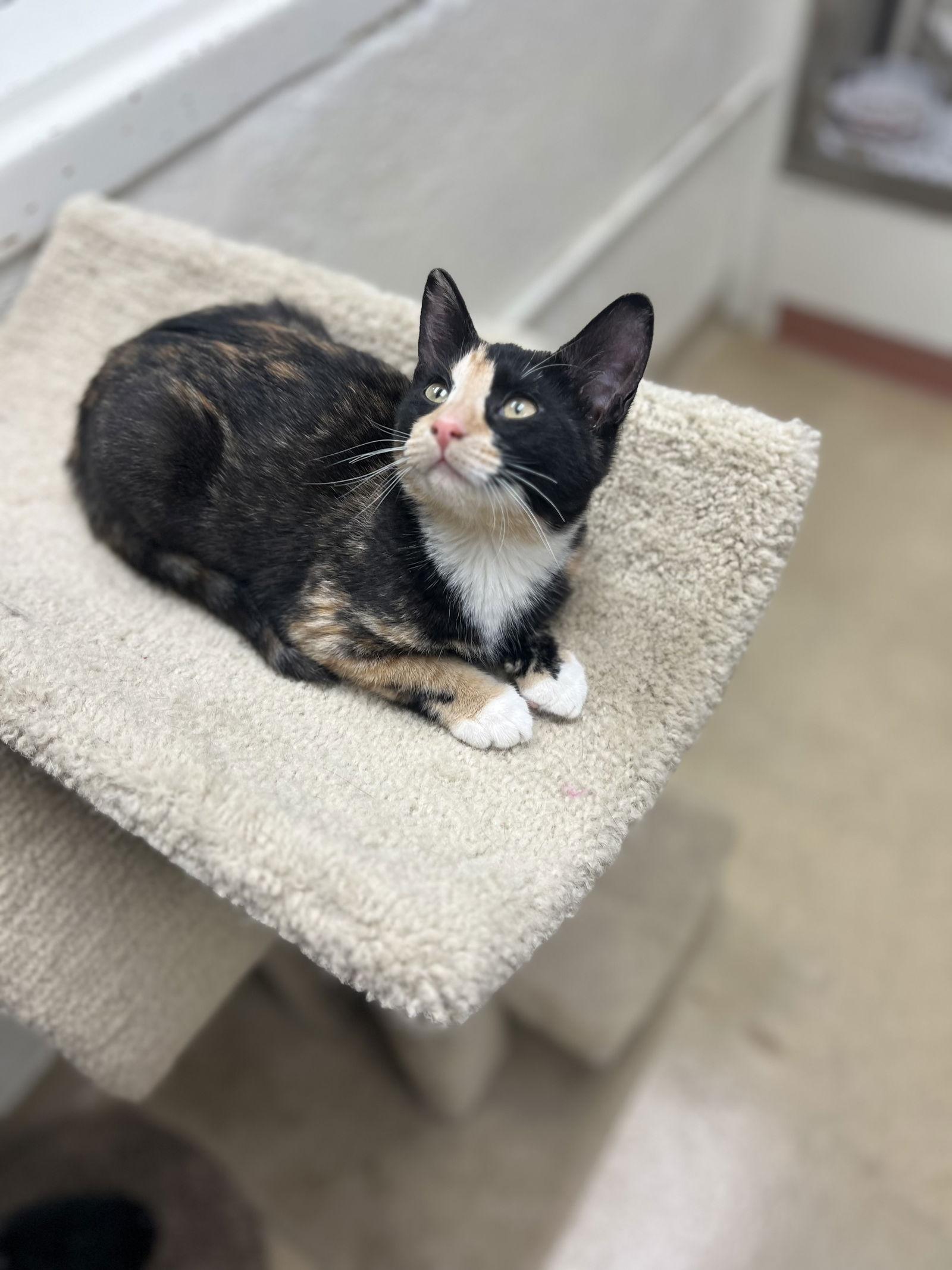 Enlarge Dahlia, a Adoptable Domestic Short Hair in Brick, NJ image 1/3