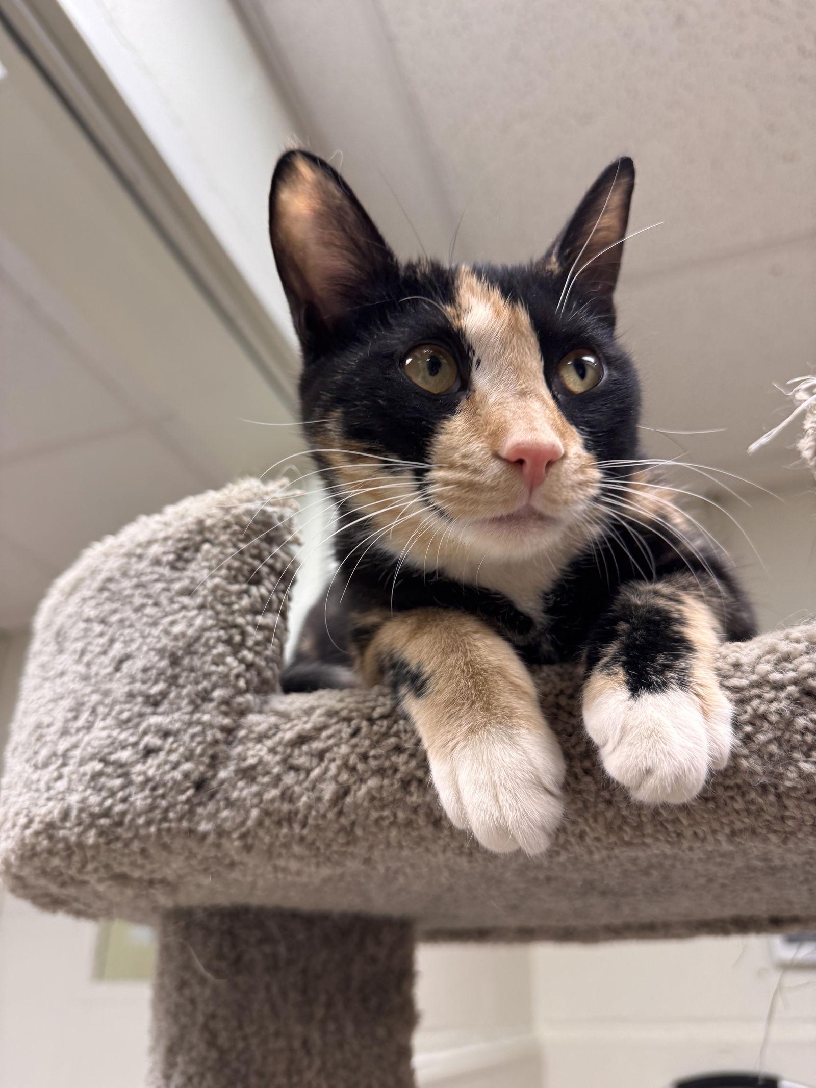 Enlarge Dahlia, a Adoptable Domestic Short Hair in Brick, NJ image 2/3