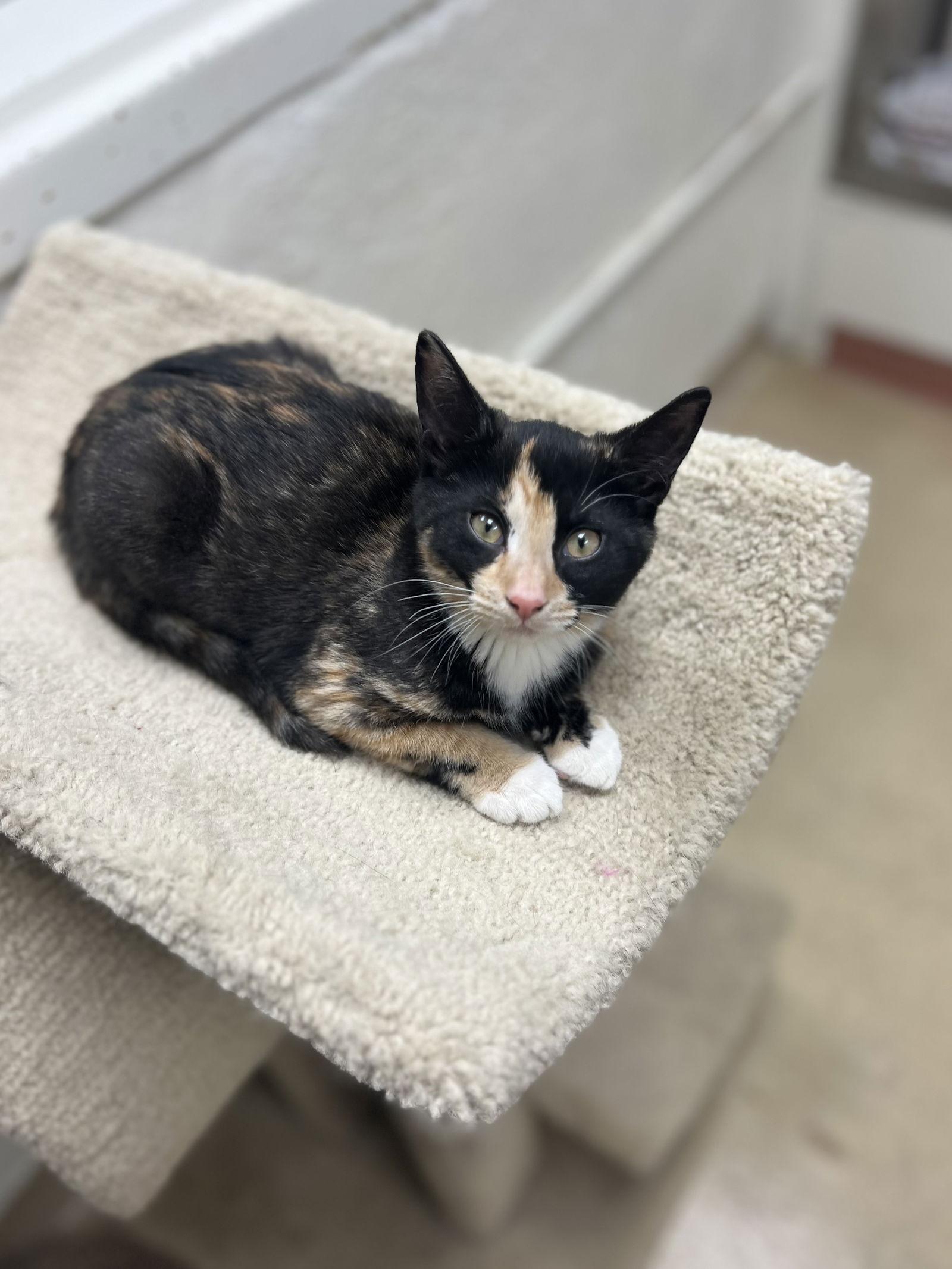 Enlarge Dahlia, a Adoptable Domestic Short Hair in Brick, NJ image 3/3