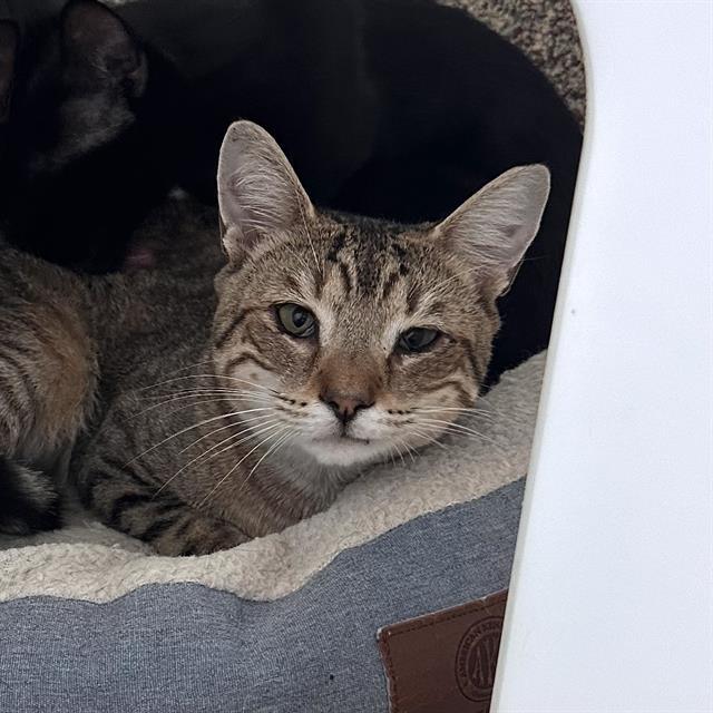 Enlarge DOODLEBOB, a Adoptable Domestic Short Hair in Centerville, MA image 1/1
