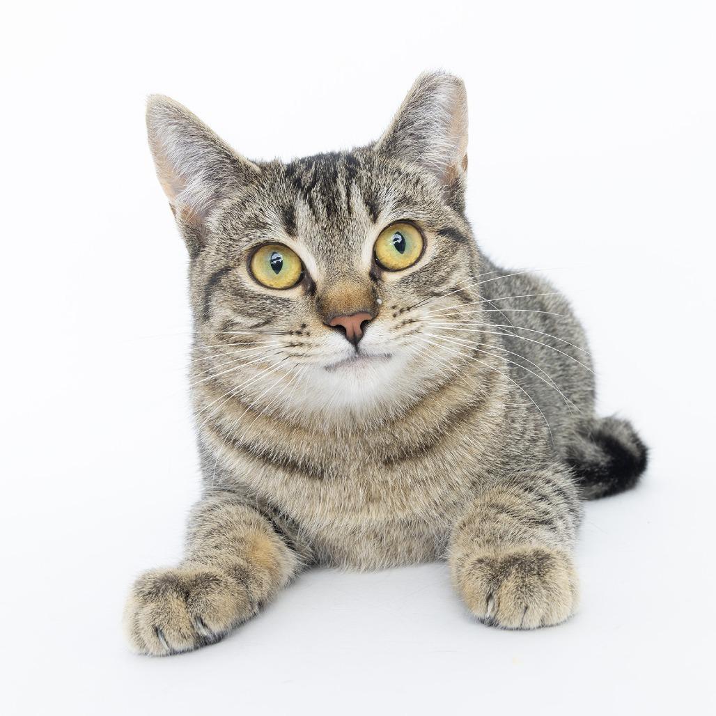 Bella, a Adoptable Domestic Short Hair image 1/2