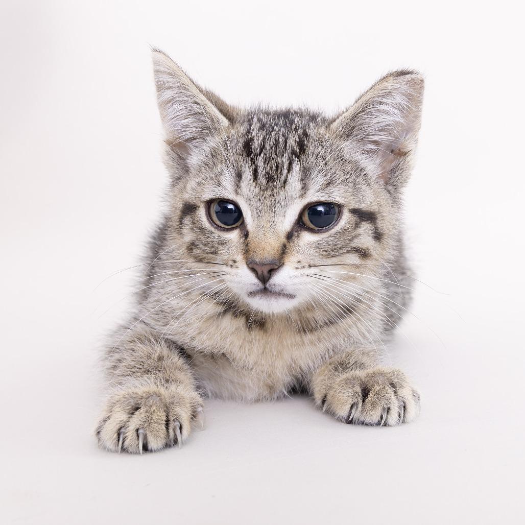 Bella, a Adoptable Domestic Short Hair image 2/2