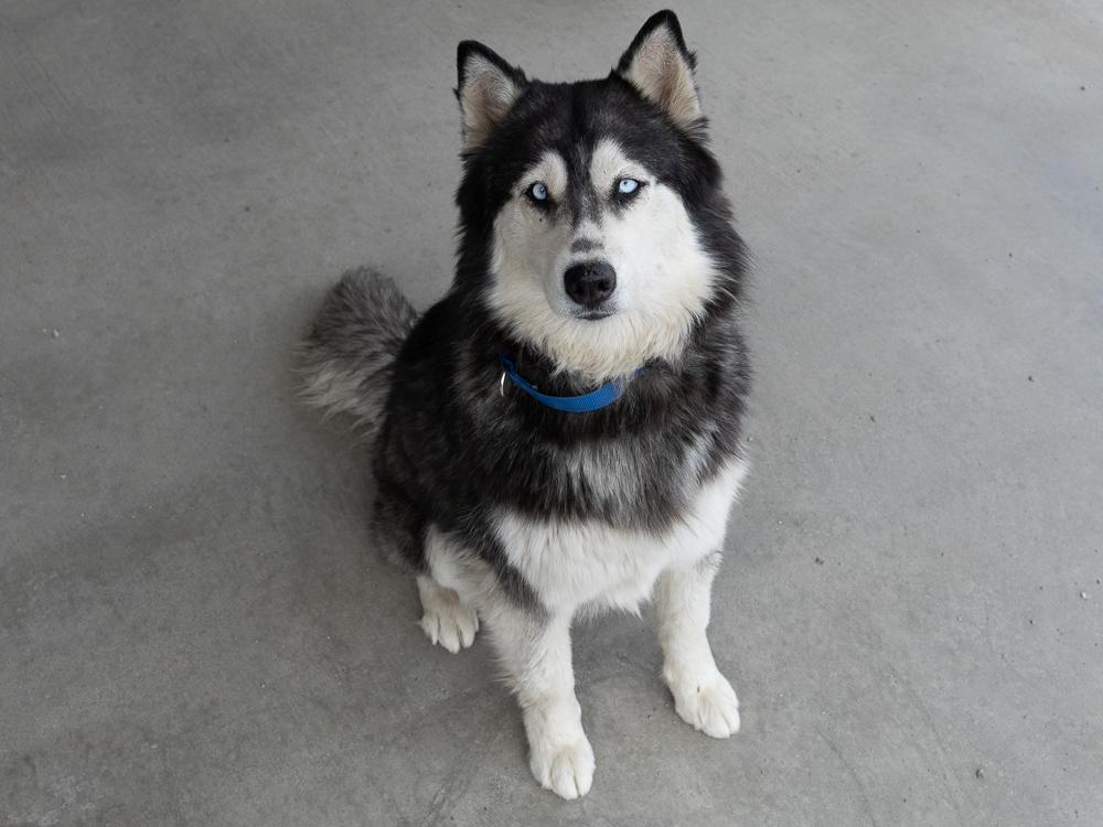 Enlarge Riviera (BONDED with Laredo), a ADOPTABLE mixed breed in Republic, WA image 3/6