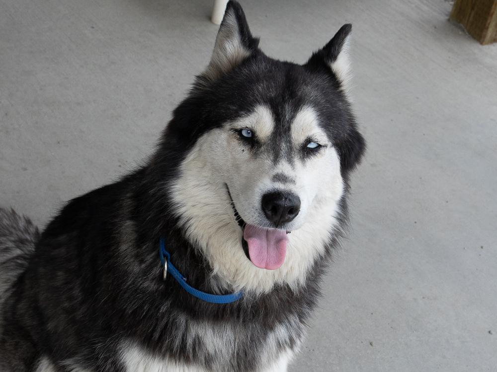 Enlarge Riviera (BONDED with Laredo), a ADOPTABLE mixed breed in Republic, WA image 1/6