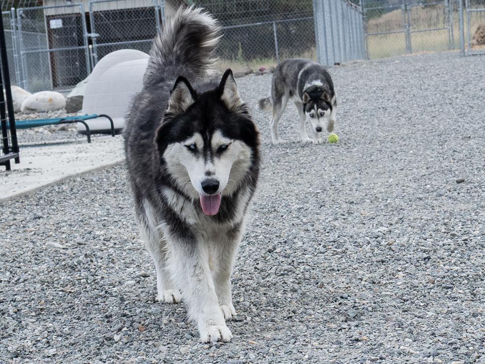 Enlarge Riviera (BONDED with Laredo), a ADOPTABLE mixed breed in Republic, WA image 4/6