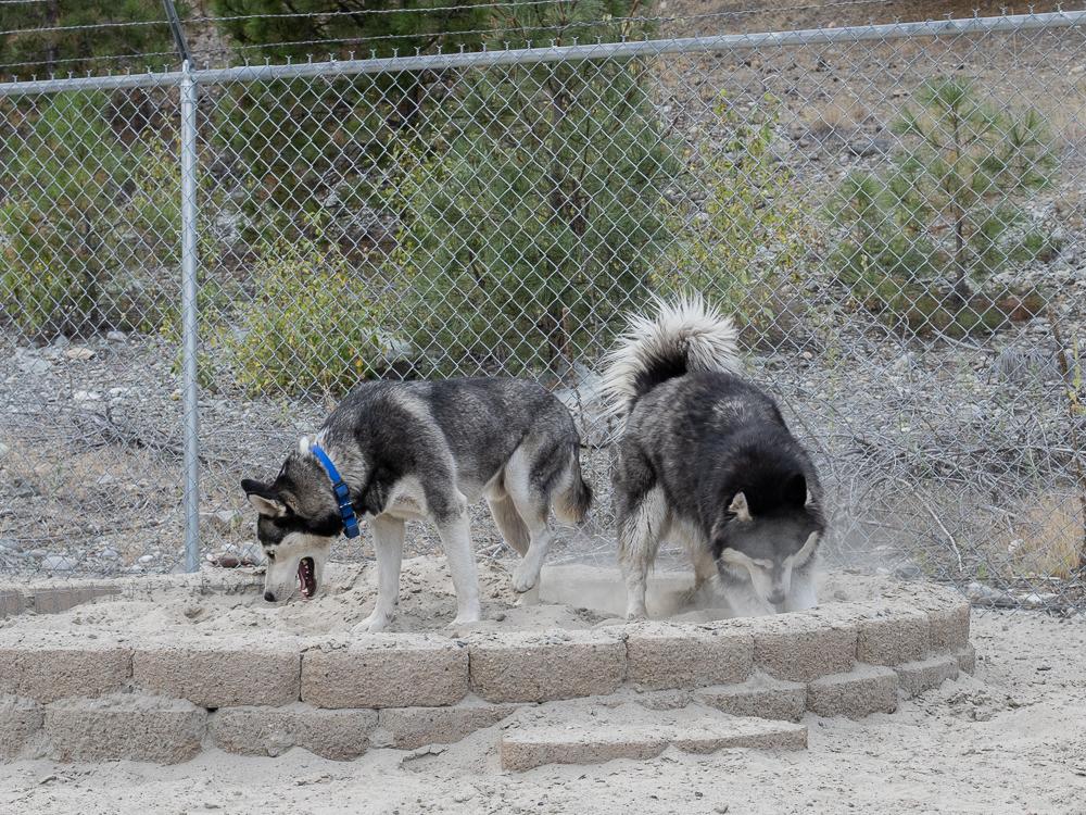 Enlarge Riviera (BONDED with Laredo), a ADOPTABLE mixed breed in Republic, WA image 2/6