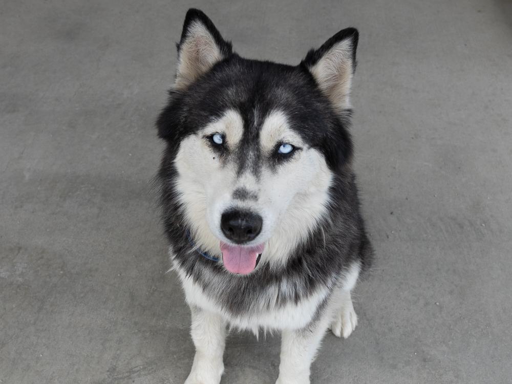 Enlarge Riviera (BONDED with Laredo), a ADOPTABLE mixed breed in Republic, WA image 5/6