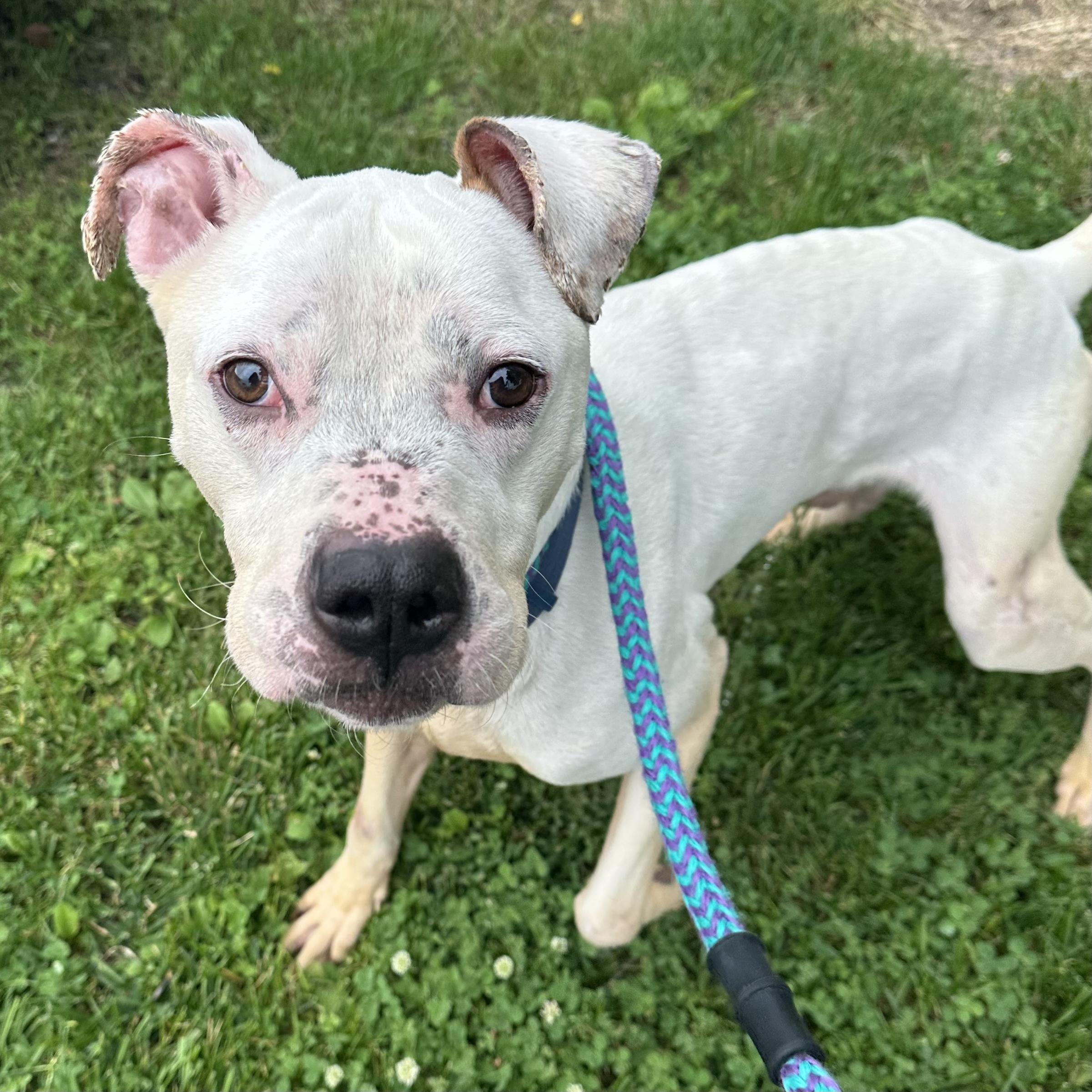 Scooter, ADOPTABLE, Adult Male Mixed Breed.
