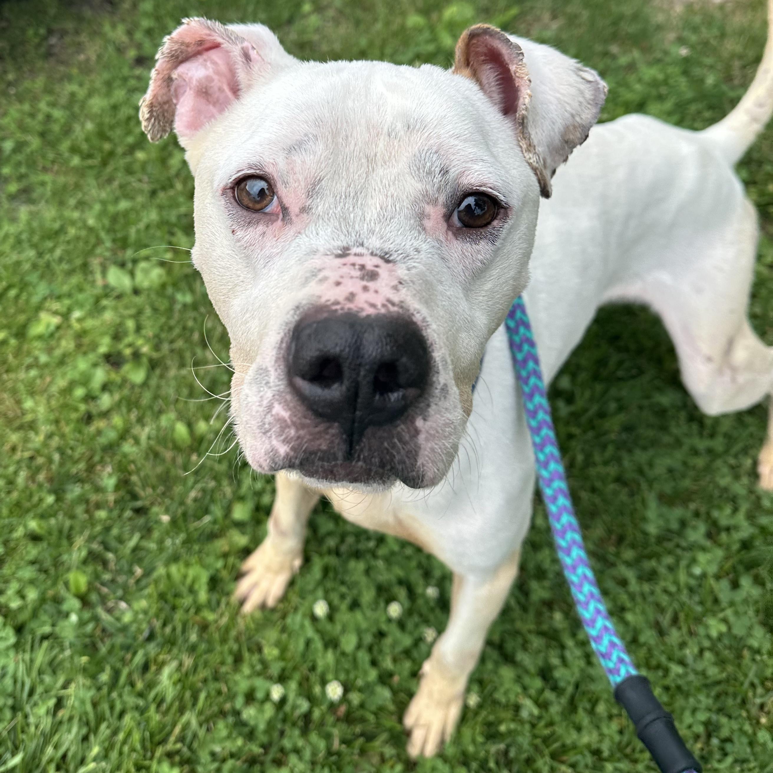 Scooter, a ADOPTABLE mixed breed in Hilliard, OH image 2/2