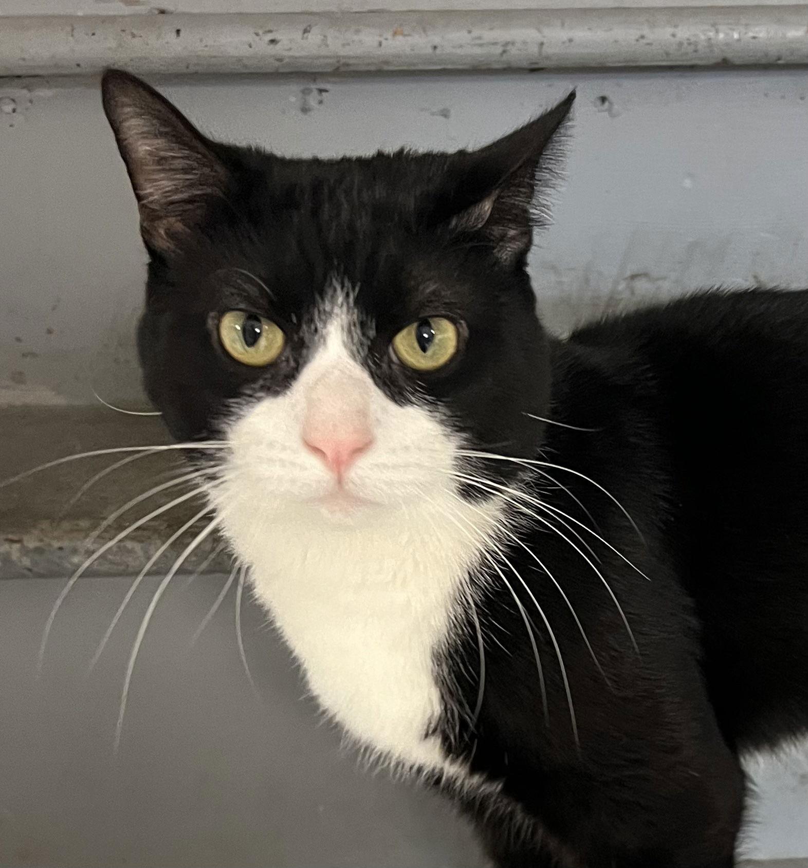 Anthony, Adoptable, Young Male Tuxedo & Domestic Short Hair.