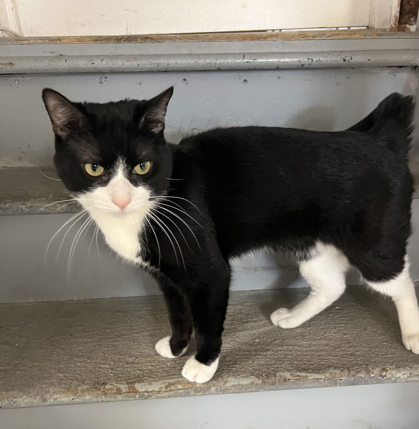 Enlarge Anthony, a Adoptable mixed breed in Ringwood, NJ image 2/4