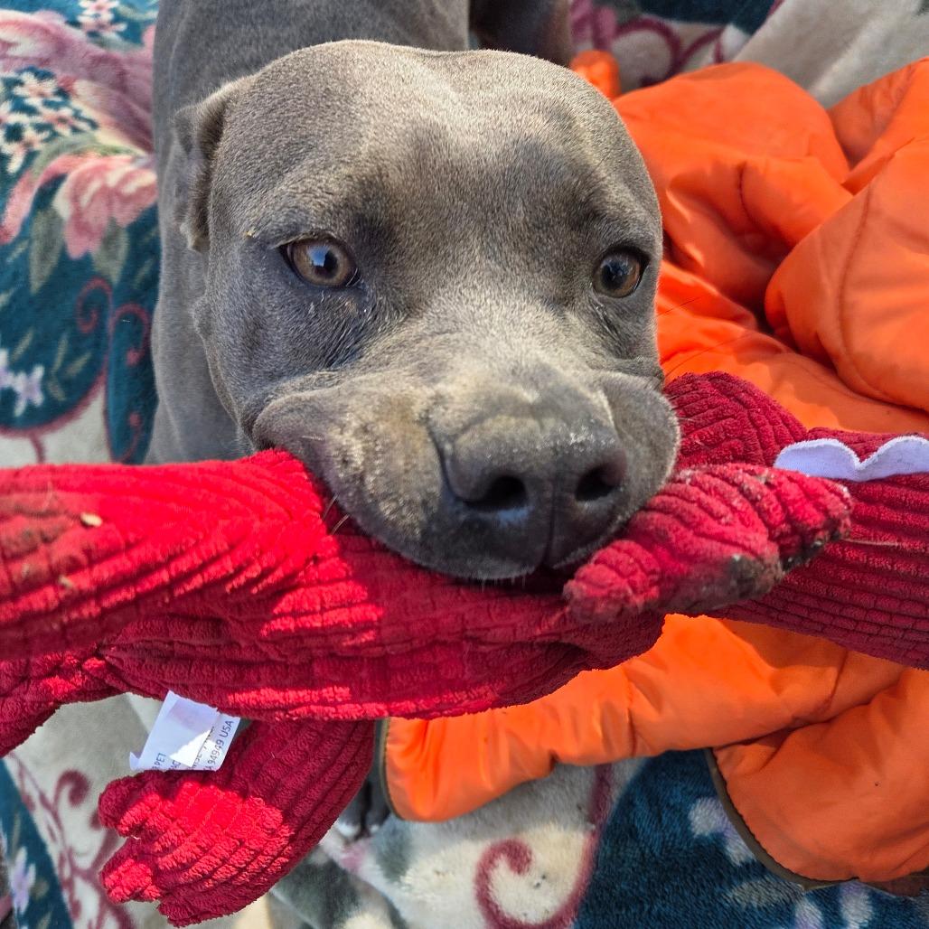 Enlarge Tempo/A1050194, a Adoptable Pit Bull Terrier in San Pablo, CA image 1/6