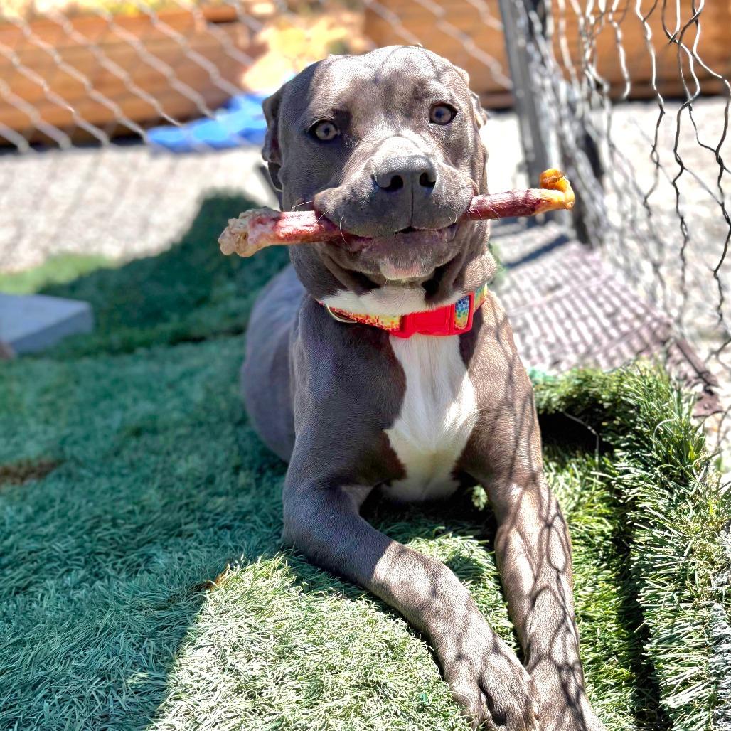 Enlarge Tempo/A1050194, a Adoptable Pit Bull Terrier in San Pablo, CA image 2/6