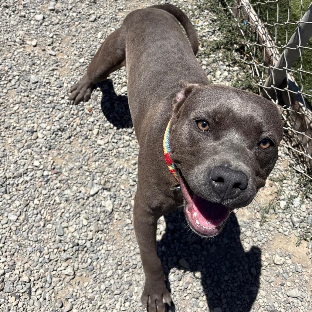 Enlarge Tempo/A1050194, a Adoptable Pit Bull Terrier in San Pablo, CA image 3/6