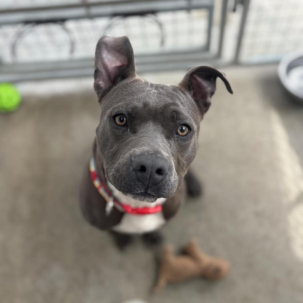 Enlarge Tempo/A1050194, a Adoptable Pit Bull Terrier in San Pablo, CA image 4/6