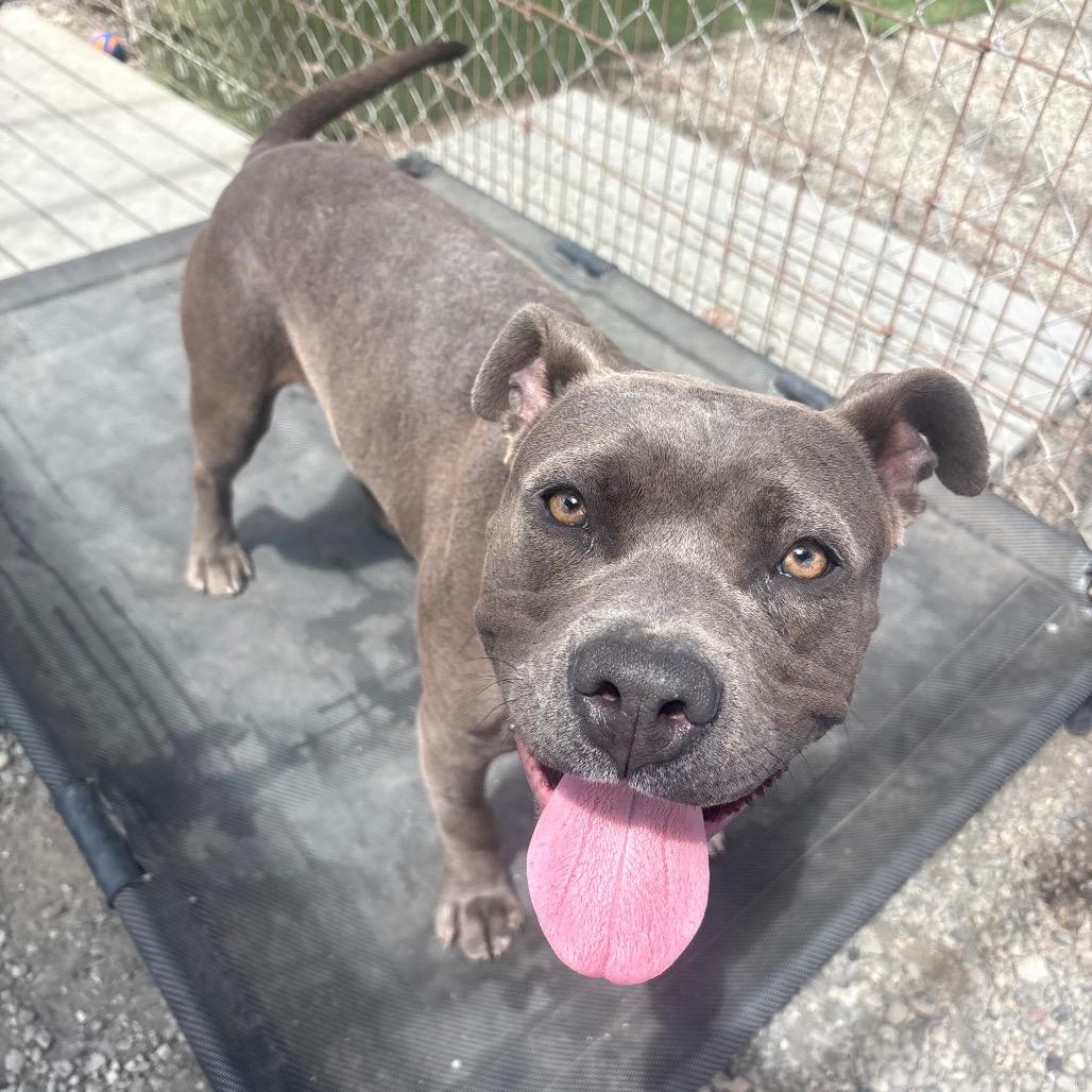 Enlarge Tempo/A1050194, a Adoptable Pit Bull Terrier in San Pablo, CA image 5/6