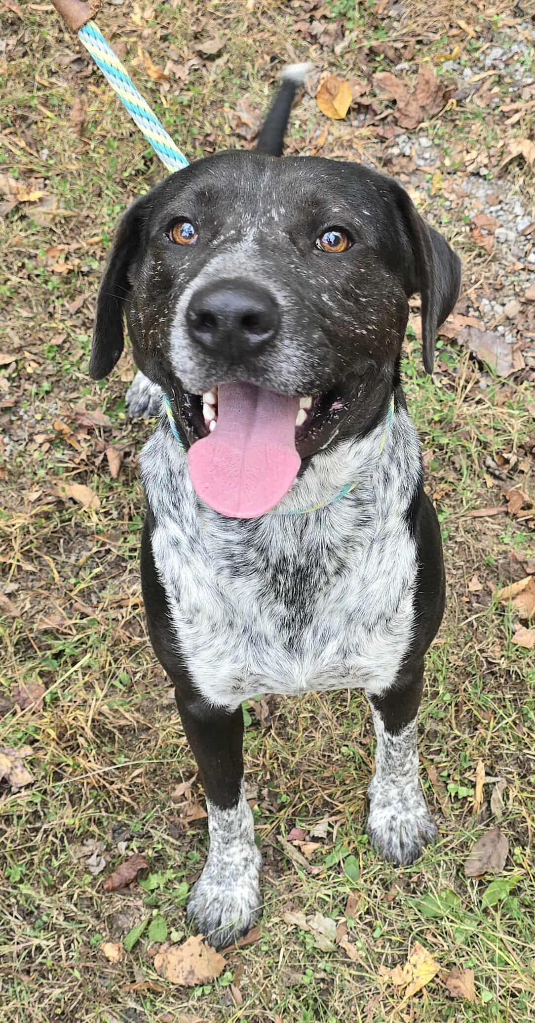 Tank *foster needed*