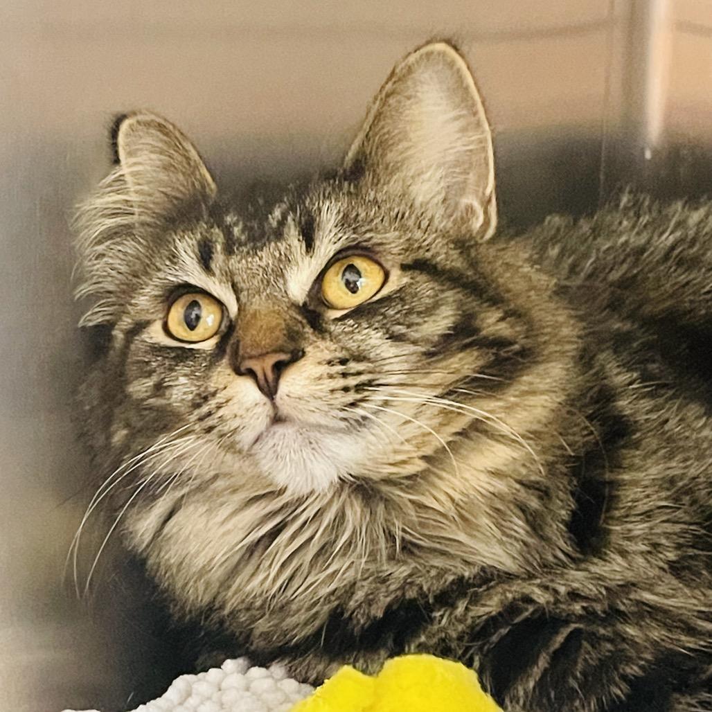 Enlarge Lulu available through our Foster to Adopt Program, a Adoptable Domestic Long Hair in Columbia Station, OH image 1/6