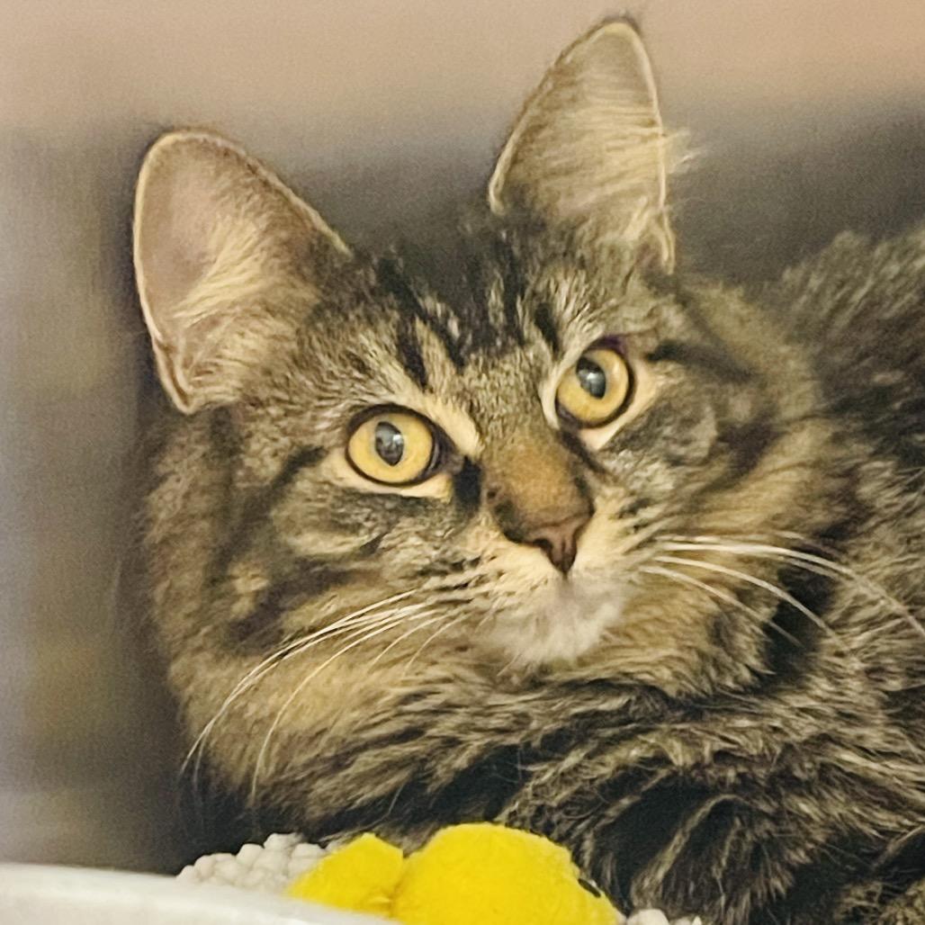 Enlarge Lulu available through our Foster to Adopt Program, a Adoptable Domestic Long Hair in Columbia Station, OH image 2/6