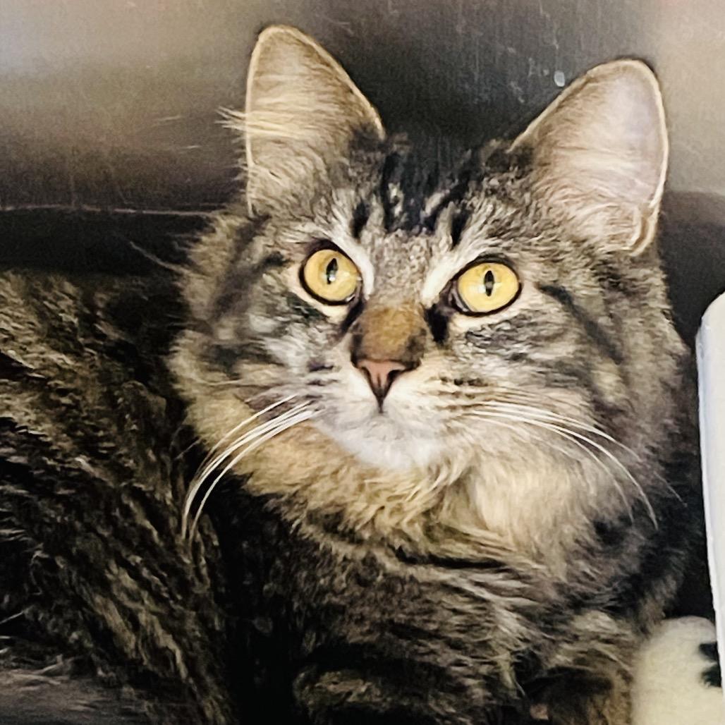 Enlarge Lulu available through our Foster to Adopt Program, a Adoptable Domestic Long Hair in Columbia Station, OH image 3/6