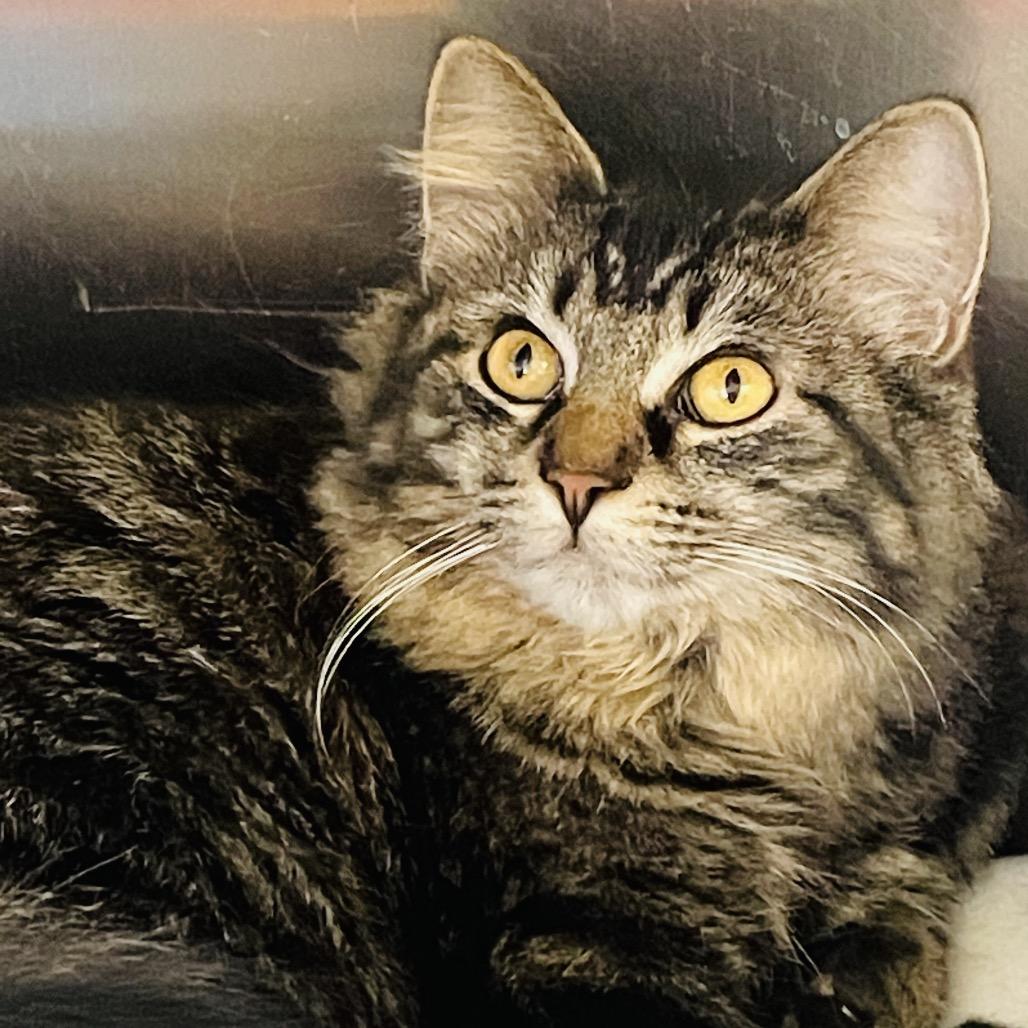 Enlarge Lulu available through our Foster to Adopt Program, a Adoptable Domestic Long Hair in Columbia Station, OH image 3/6