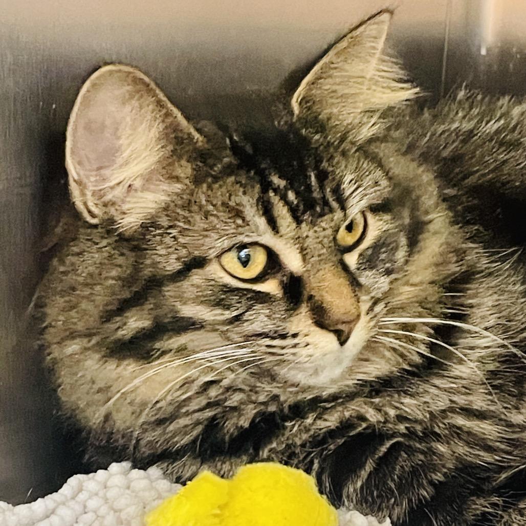 Enlarge Lulu available through our Foster to Adopt Program, a Adoptable Domestic Long Hair in Columbia Station, OH image 4/6