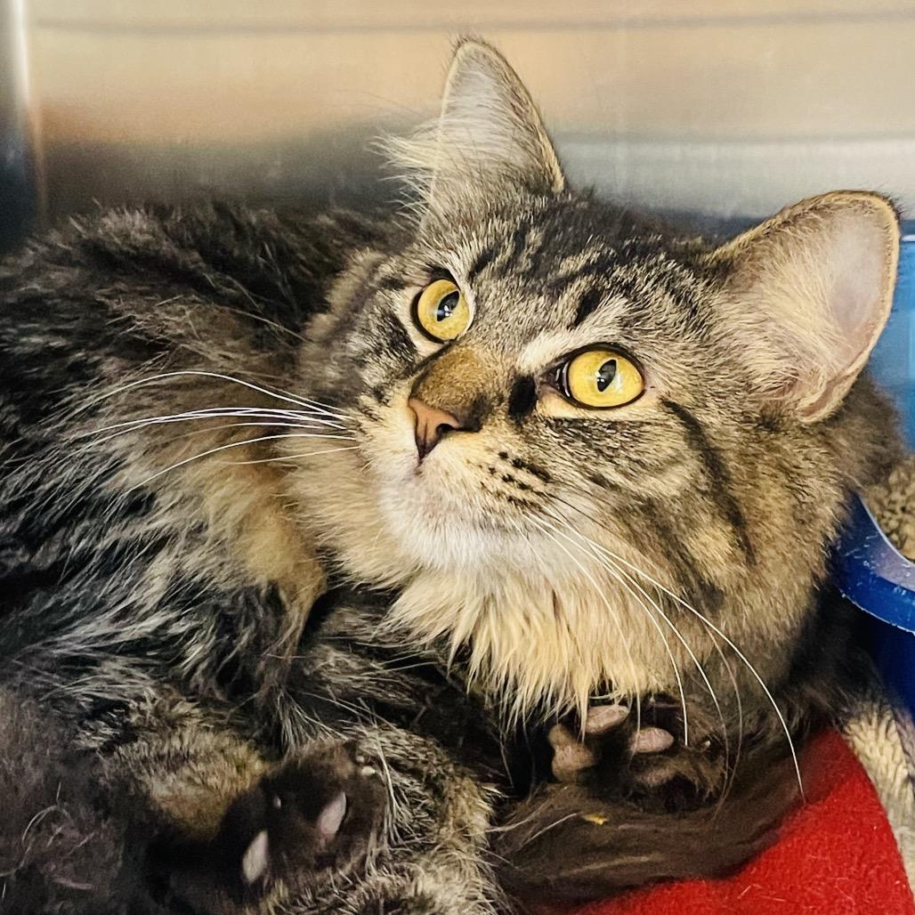 Enlarge Lulu available through our Foster to Adopt Program, a Adoptable Domestic Long Hair in Columbia Station, OH image 5/6