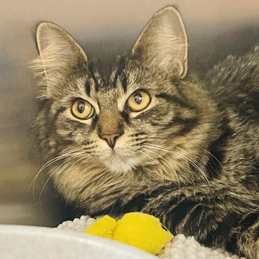 Enlarge Lulu available through our Foster to Adopt Program, a Adoptable Domestic Long Hair in Columbia Station, OH image 6/6