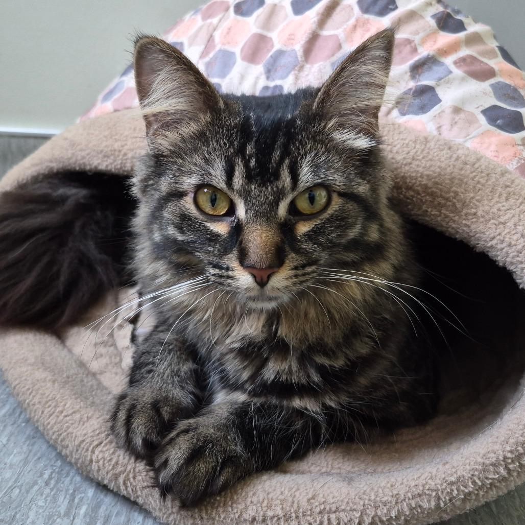 Enlarge Lulu available through our Foster to Adopt Program, a Adoptable Domestic Long Hair in Columbia Station, OH image 6/6