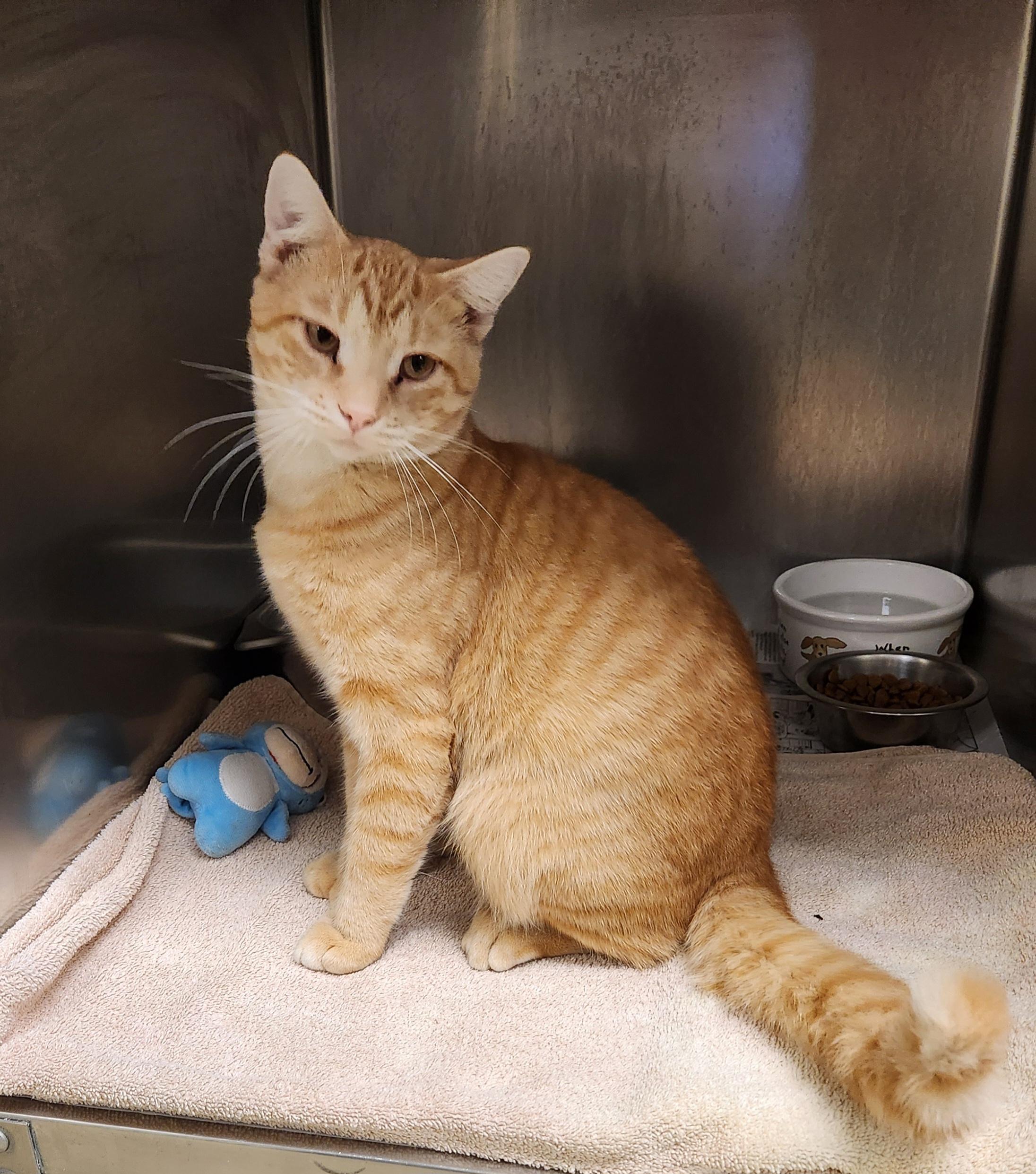 Enlarge Garfield, a Adoptable Domestic Short Hair in Clayton, NJ image 1/1