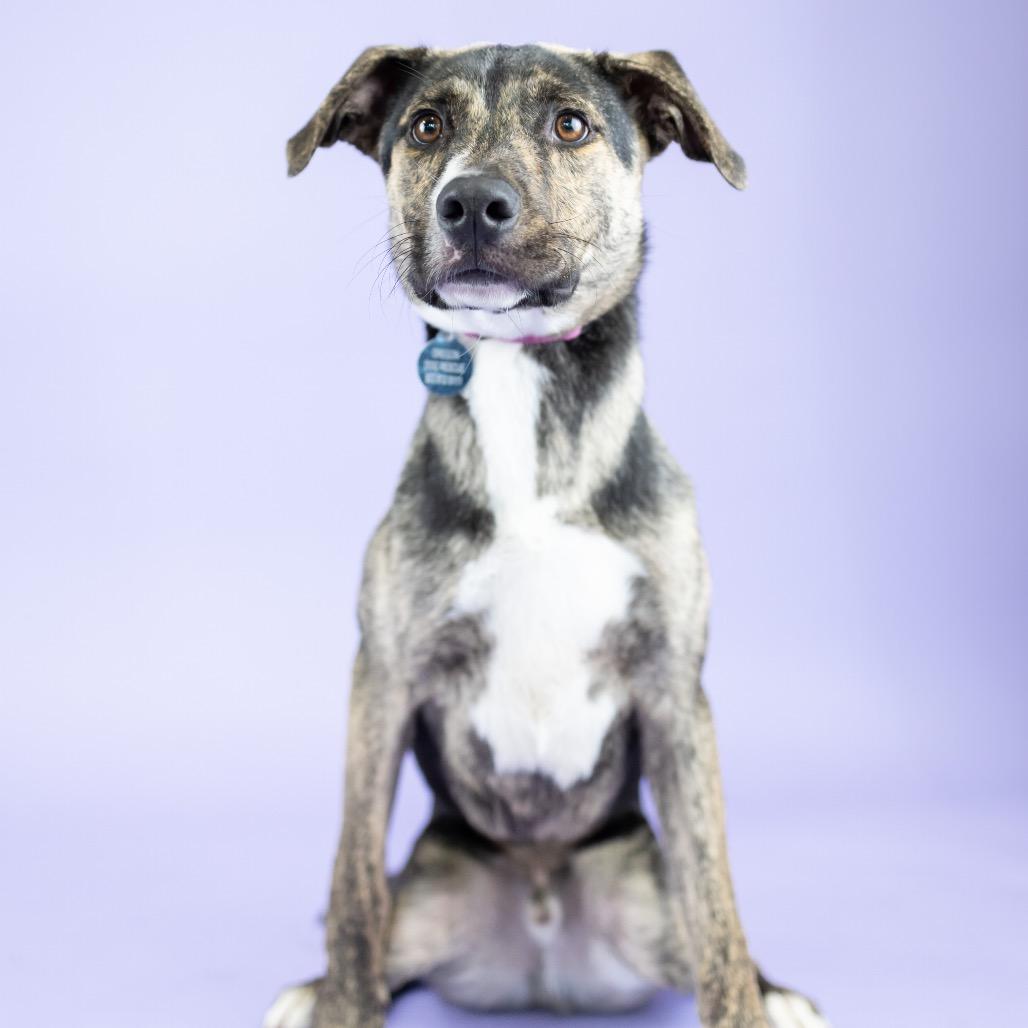 Enlarge Corey, a Adoptable Mixed Breed in Portland, OR image 1/1